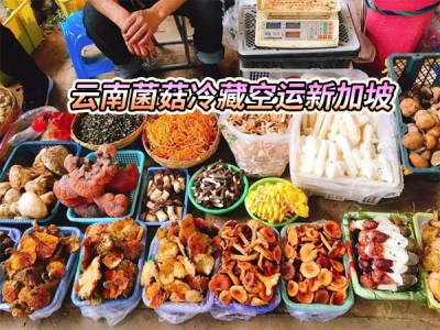 云南菌菇冷藏空运新加坡