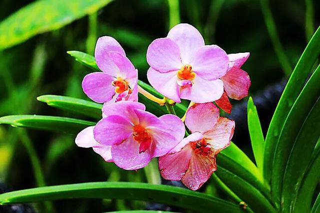 胡姬花～新加坡国花