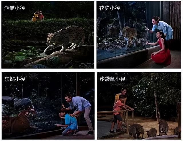 全球首创夜间动物园:新加坡夜间野生动物园