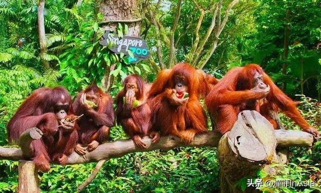新加坡小众专线巴士超方便，宜家、动物园、东海岸、新山吃喝玩乐