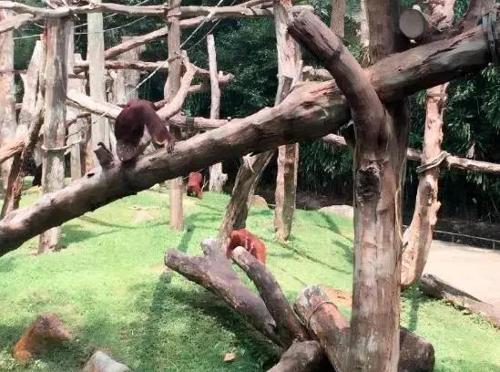 最老牌新加坡动物园，生日福利免费入园