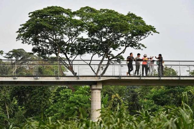 新加坡植物园 - 亚洲第一个公园景点