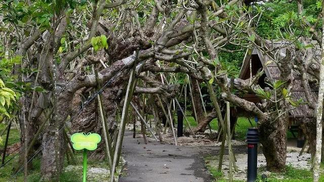 新加坡植物园 - 亚洲第一个公园景点