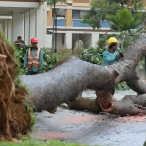 大雨引发山洪警报，淡滨尼大树倒塌