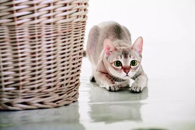 关于新加坡猫，你不知道的那些事儿｜品种