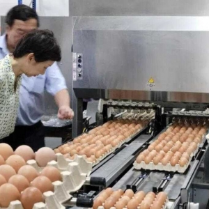 新加坡开始从文莱进口鸡蛋