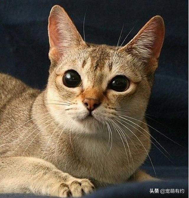 新加坡猫——世界上体型最小的猫咪，也是最黏人的猫咪