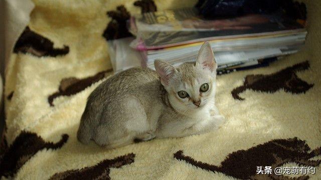 新加坡猫——世界上体型最小的猫咪，也是最黏人的猫咪