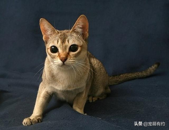 新加坡猫——世界上体型最小的猫咪，也是最黏人的猫咪