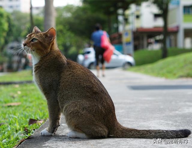 新加坡猫——世界上体型最小的猫咪，也是最黏人的猫咪