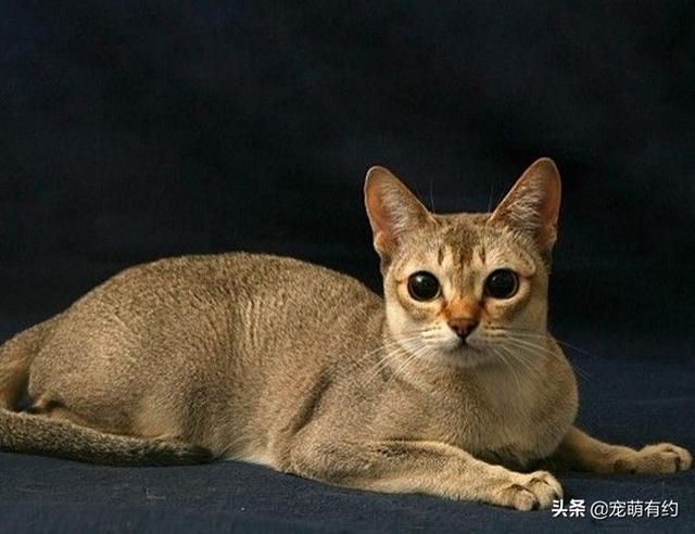 新加坡猫——世界上体型最小的猫咪，也是最黏人的猫咪