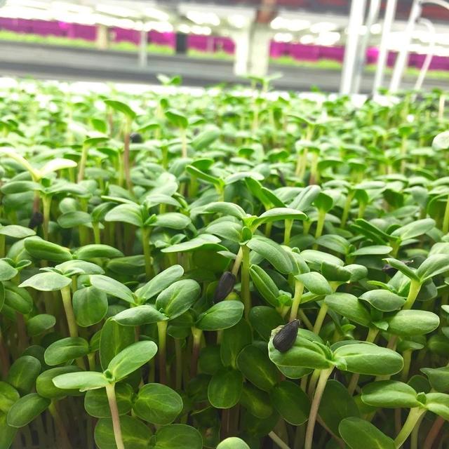 新加坡城市农场5平米一年种出38000棵蔬菜,独特立体栽培,想建吗