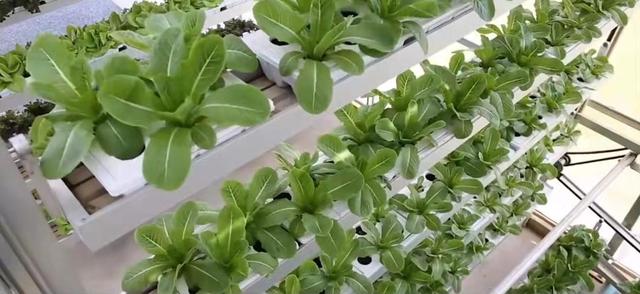 新加坡城市农场5平米一年种出38000棵蔬菜,独特立体栽培,想建吗