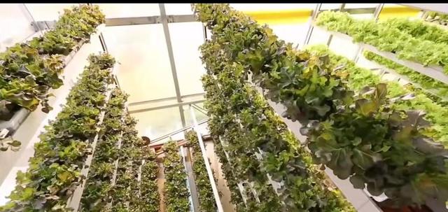 新加坡城市农场5平米一年种出38000棵蔬菜,独特立体栽培,想建吗