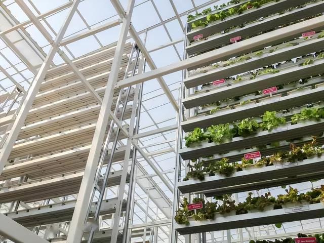 新加坡城市农场5平米一年种出38000棵蔬菜,独特立体栽培,想建吗