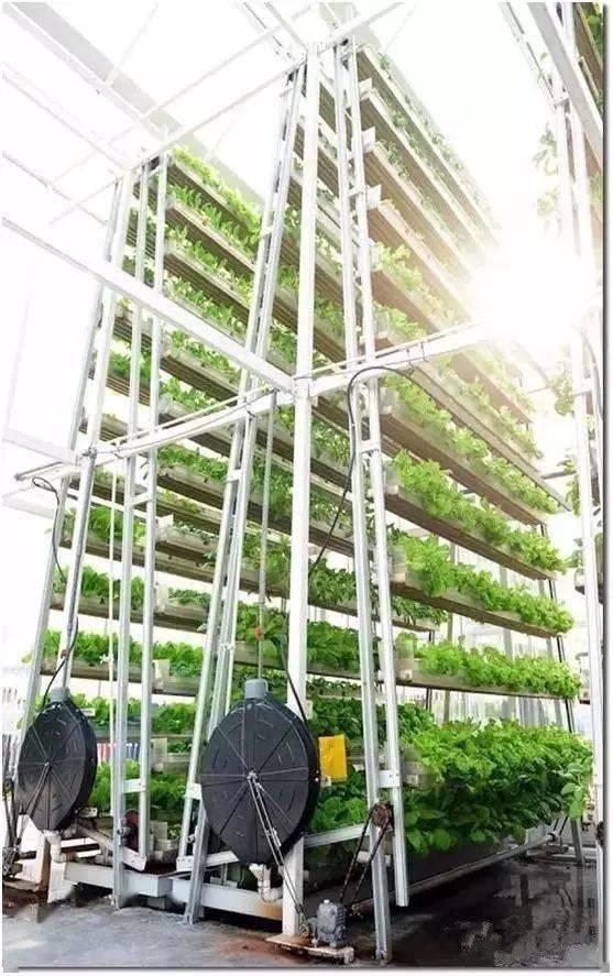 新加坡城市农场5平米一年种出38000棵蔬菜,独特立体栽培,想建吗