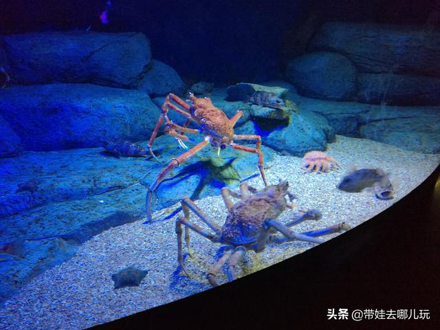新加坡圣淘沙岛吃住玩全攻略(含环球影城、海洋馆)