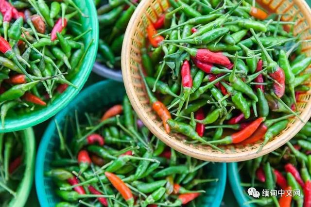 食品安全世界第一的新加坡，点名要从缅甸进口辣椒