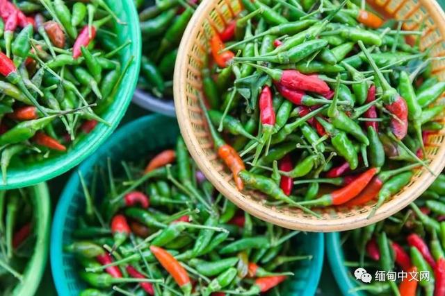 食品安全世界第一的新加坡,点名要从缅甸进口辣椒