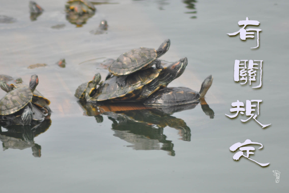 难租房的新加坡出“双6”+“5”新规定,还真能好好租房吗?