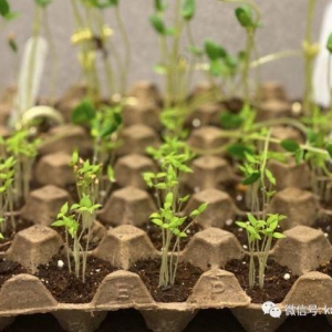 新加坡政府给每家发两袋种子，要全民种菜保食品供应？