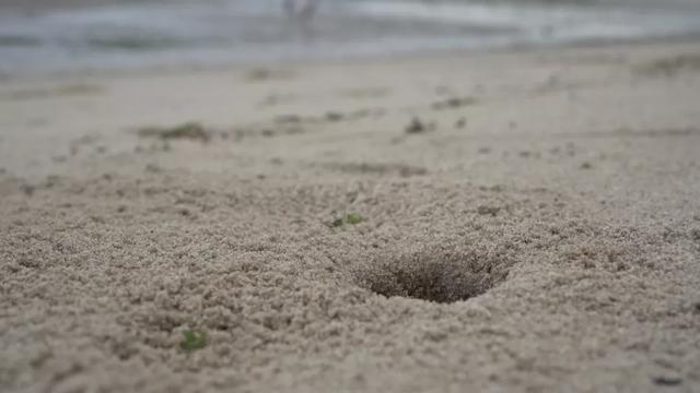 去赶海啦!新加坡海滩竟然也有寄居蟹、花蟹、龙虾、海星