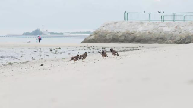 去赶海啦!新加坡海滩竟然也有寄居蟹、花蟹、龙虾、海星