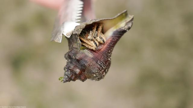 去赶海啦!新加坡海滩竟然也有寄居蟹、花蟹、龙虾、海星