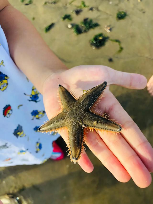 去赶海啦!新加坡海滩竟然也有寄居蟹、花蟹、龙虾、海星