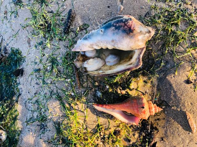 去赶海啦!新加坡海滩竟然也有寄居蟹、花蟹、龙虾、海星