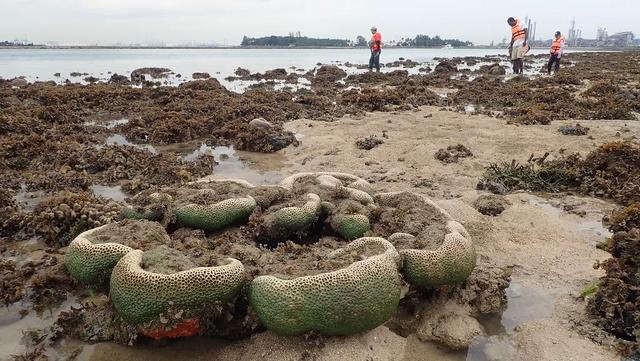 新加坡周边12个海岛推荐!无需签证,说走就走