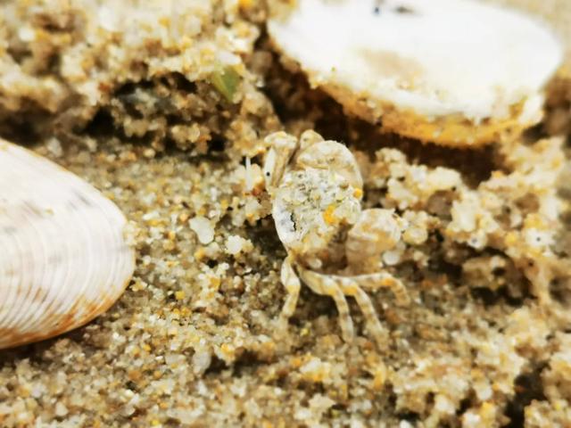 去赶海啦!新加坡海滩竟然也有寄居蟹、花蟹、龙虾、海星