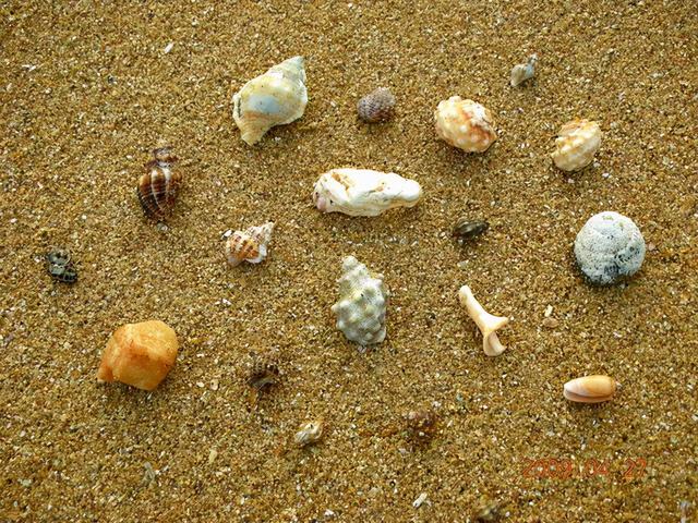 去赶海啦!新加坡海滩竟然也有寄居蟹、花蟹、龙虾、海星