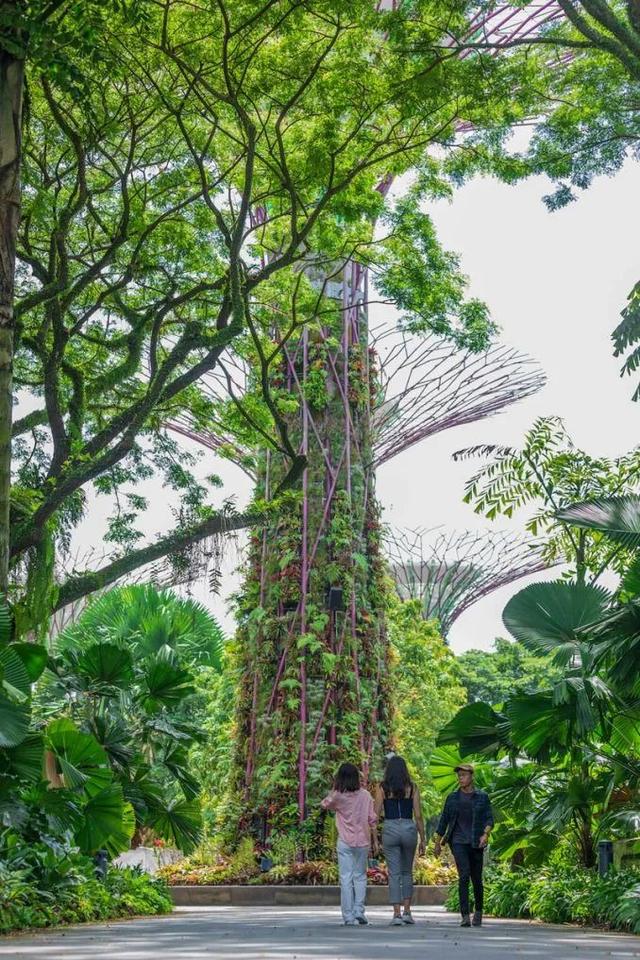 世界上最大的花园项目之一:新加坡滨海湾花园的第一个十年