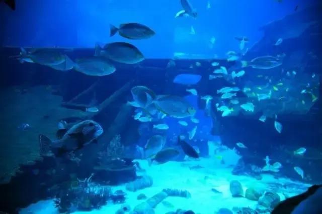 「新加坡圣淘沙」名胜世界海景套房+名胜世界必游景点!