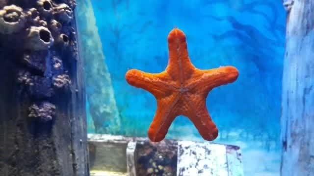 「新加坡圣淘沙」名胜世界海景套房+名胜世界必游景点!