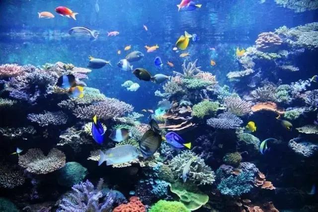 「新加坡圣淘沙」名胜世界海景套房+名胜世界必游景点!