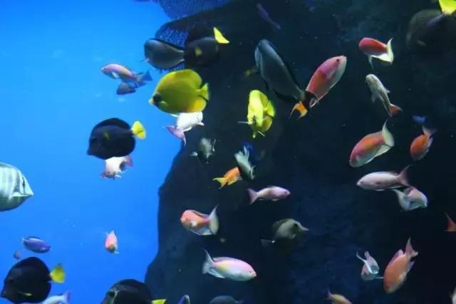 「新加坡圣淘沙」名胜世界海景套房+名胜世界必游景点!