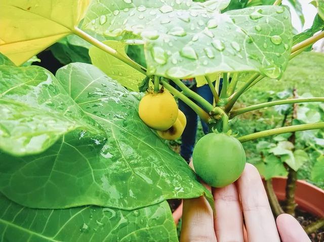 “新加坡到底咋想的?塑料袋不收费,垃圾不分类”