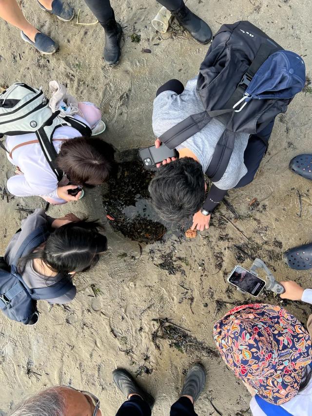 新加坡海滩居然藏着这么多宝贝!海胆、海参、红珊瑚、史前蓝血怪
