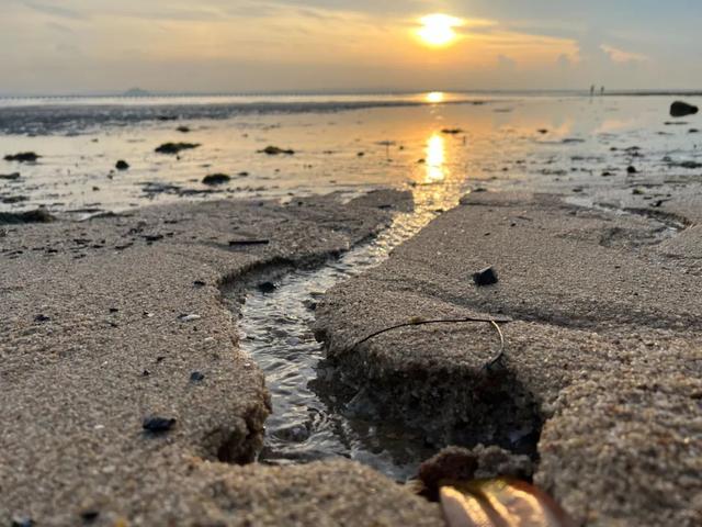 新加坡海滩居然藏着这么多宝贝！海胆、海参、红珊瑚、史前蓝血怪