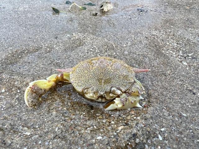 新加坡海滩居然藏着这么多宝贝!海胆、海参、红珊瑚、史前蓝血怪