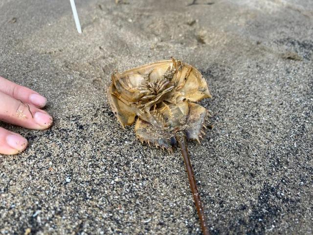 新加坡海滩居然藏着这么多宝贝!海胆、海参、红珊瑚、史前蓝血怪
