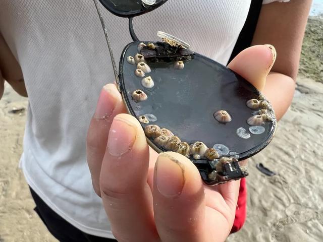 新加坡海滩居然藏着这么多宝贝!海胆、海参、红珊瑚、史前蓝血怪