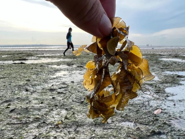 新加坡海滩居然藏着这么多宝贝!海胆、海参、红珊瑚、史前蓝血怪