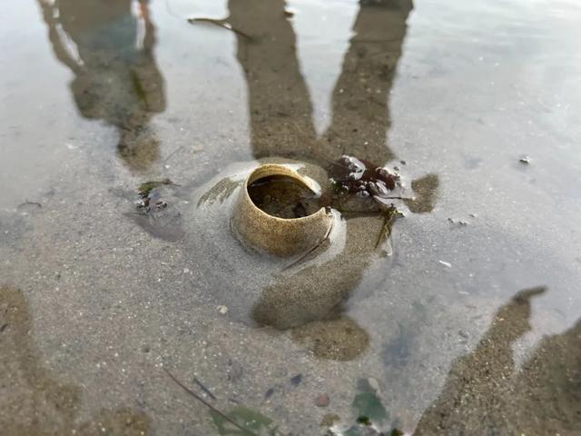 新加坡海滩居然藏着这么多宝贝!海胆、海参、红珊瑚、史前蓝血怪
