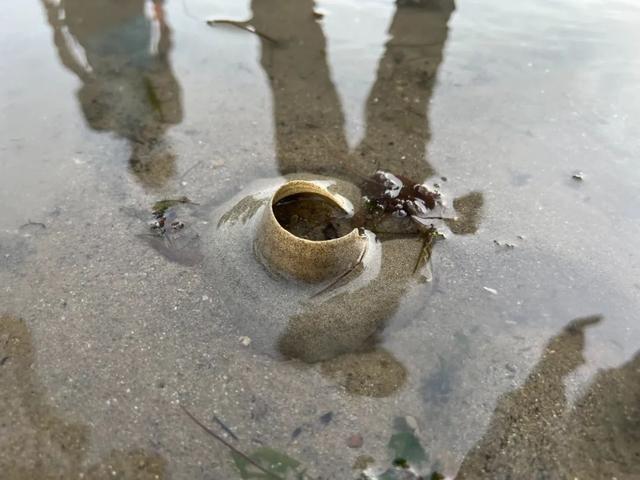 新加坡海滩居然藏着这么多宝贝！海胆、海参、红珊瑚、史前蓝血怪