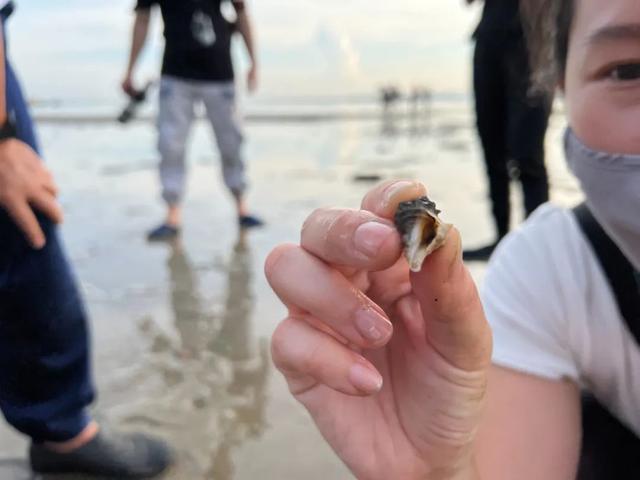 新加坡海滩居然藏着这么多宝贝!海胆、海参、红珊瑚、史前蓝血怪