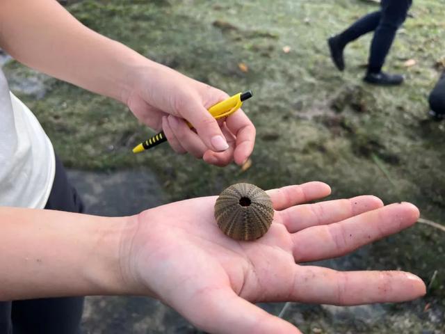 新加坡海滩居然藏着这么多宝贝!海胆、海参、红珊瑚、史前蓝血怪