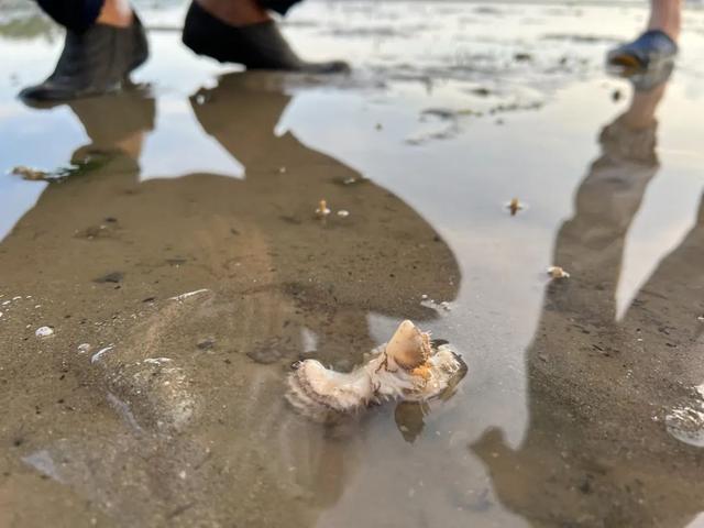 新加坡海滩居然藏着这么多宝贝!海胆、海参、红珊瑚、史前蓝血怪